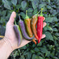 Tiger Jalapeño