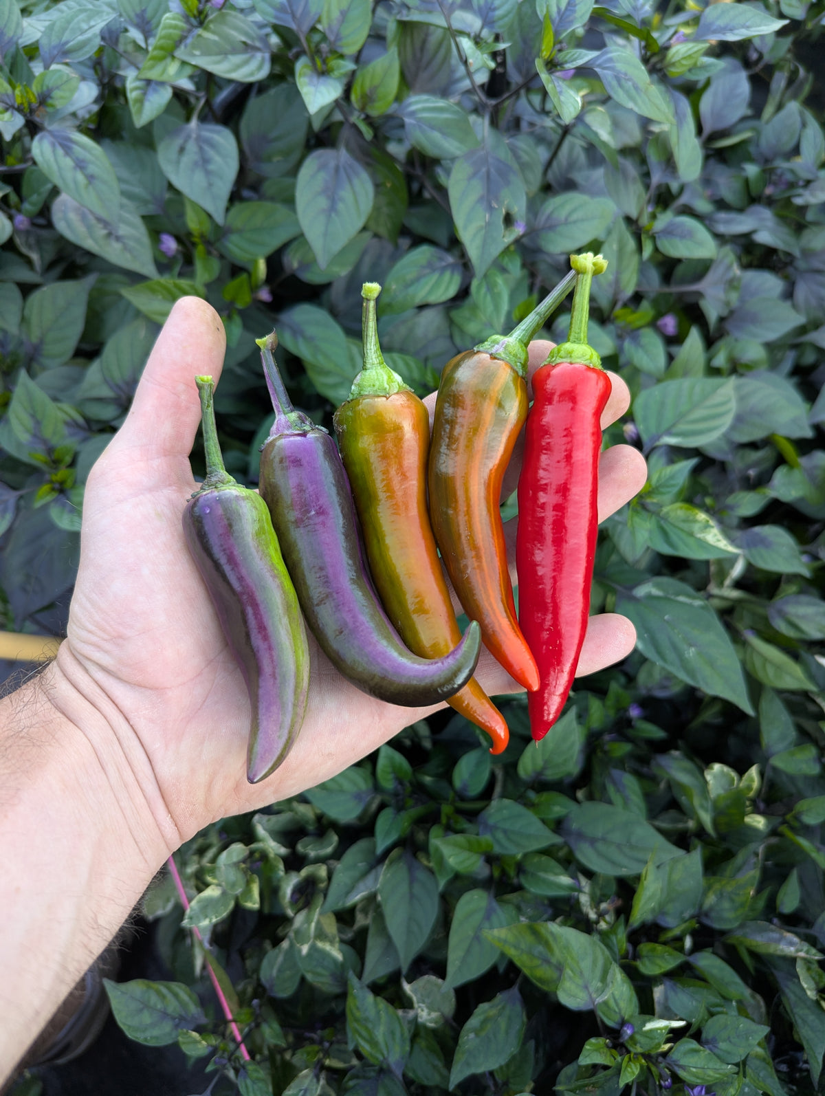 Tiger Jalapeño