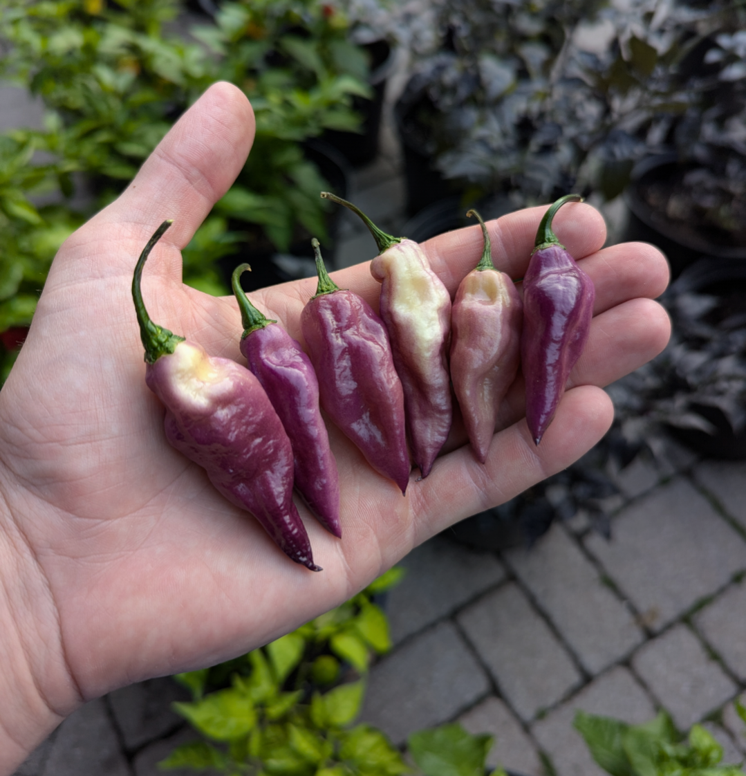 Trippaul Threat Purple White