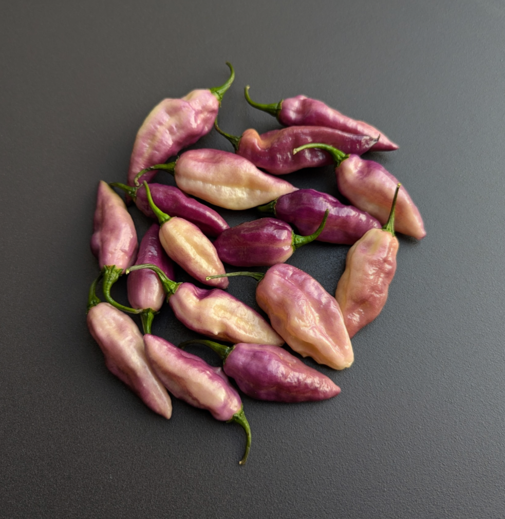 Trippaul Threat Purple White