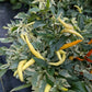 Variegated White Thai