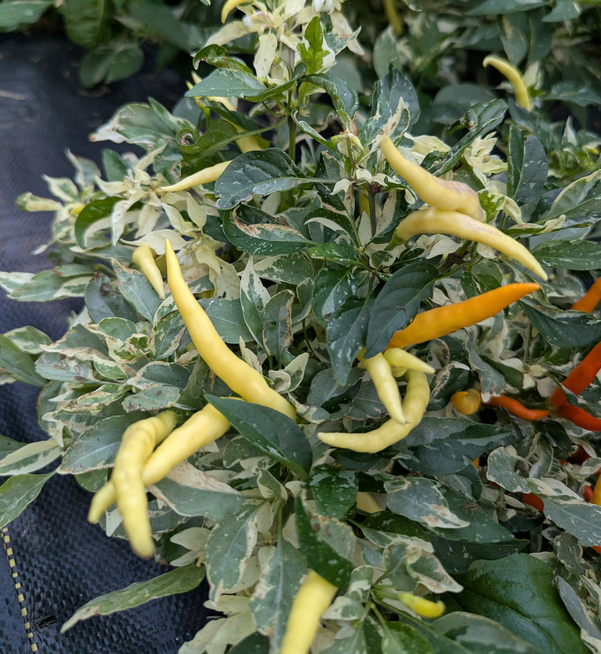 Variegated White Thai