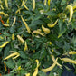 Variegated White Thai