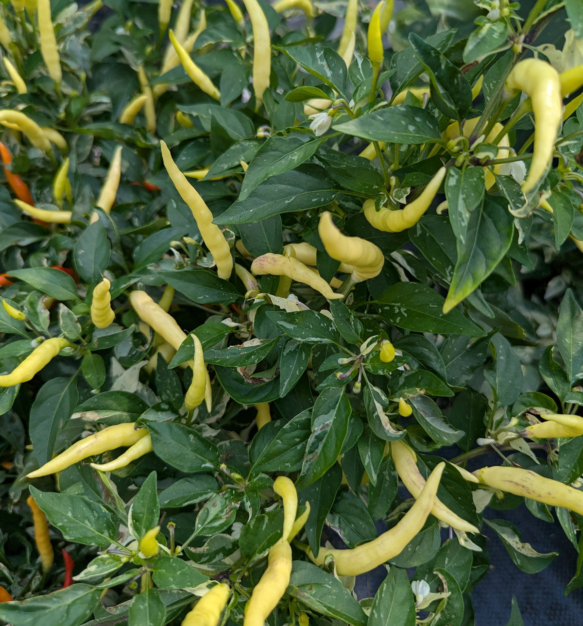 Variegated White Thai