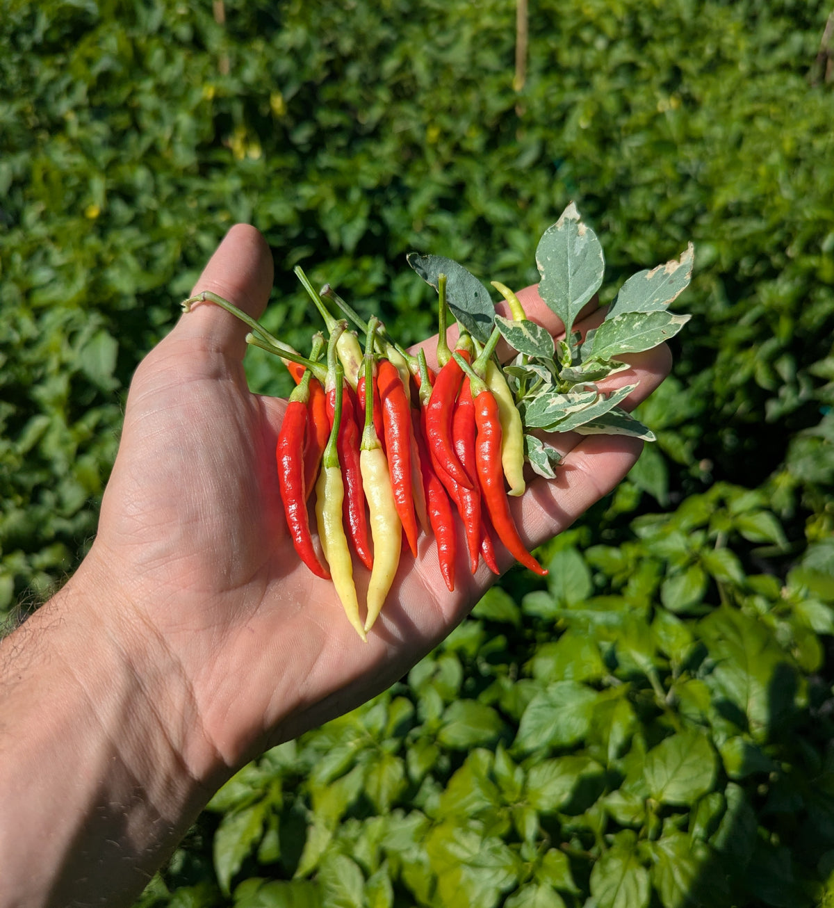 Variegated White Thai