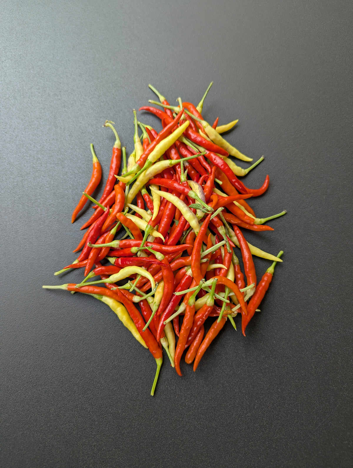 Variegated White Thai