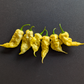 White Ghost Scorpion