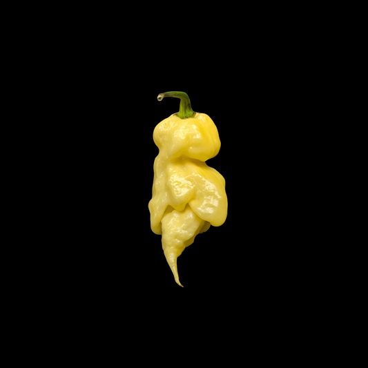 Jay's White Ghost Scorpion