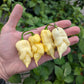 Jay's White Ghost Scorpion