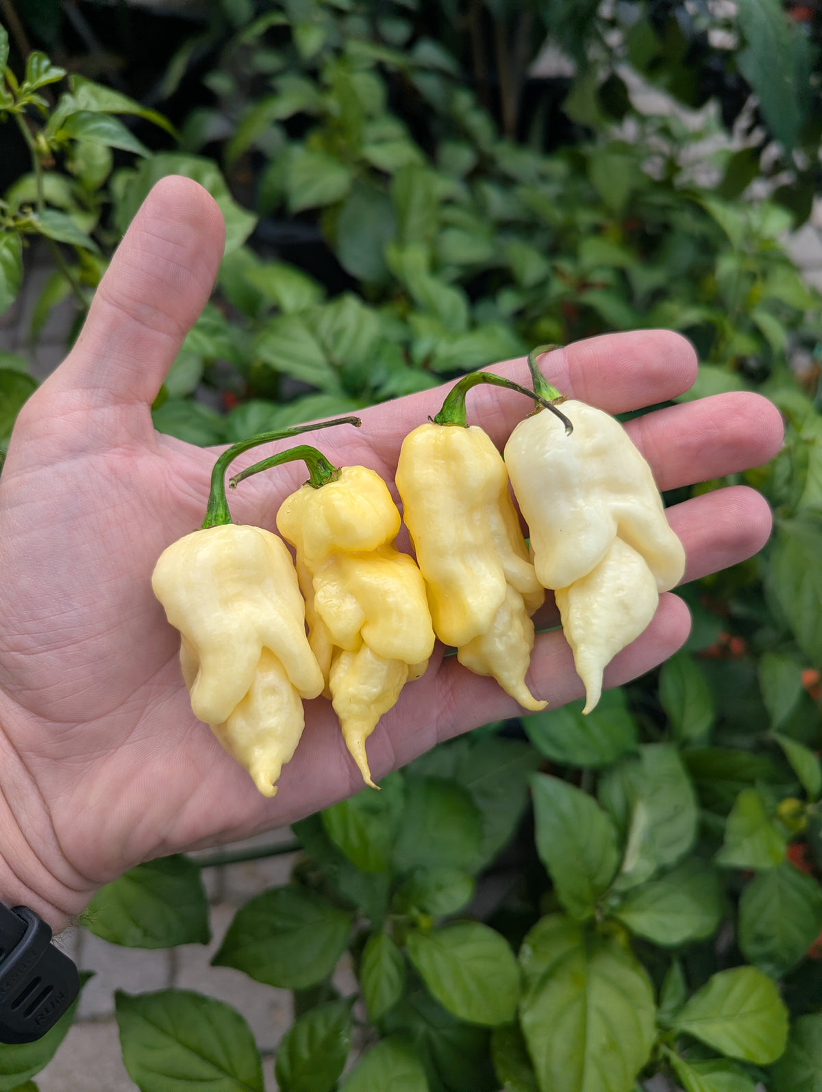 Jay's White Ghost Scorpion