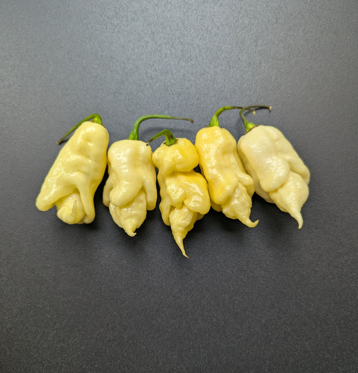 Jay's White Ghost Scorpion