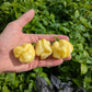 White Habanero