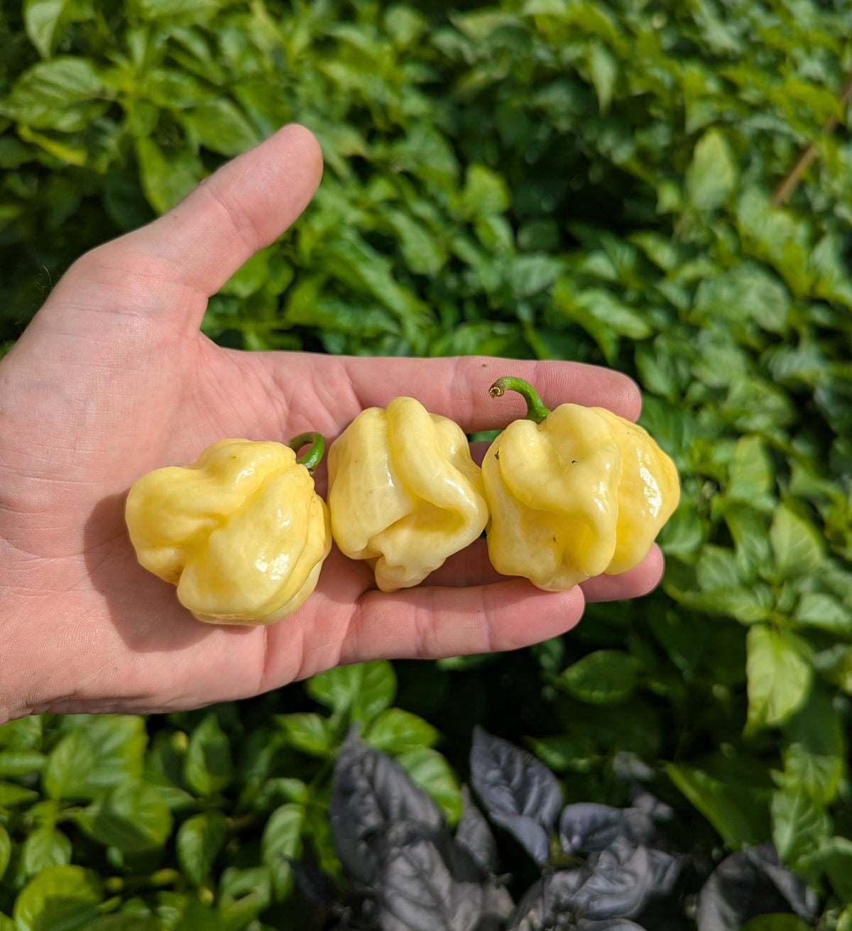 White Habanero