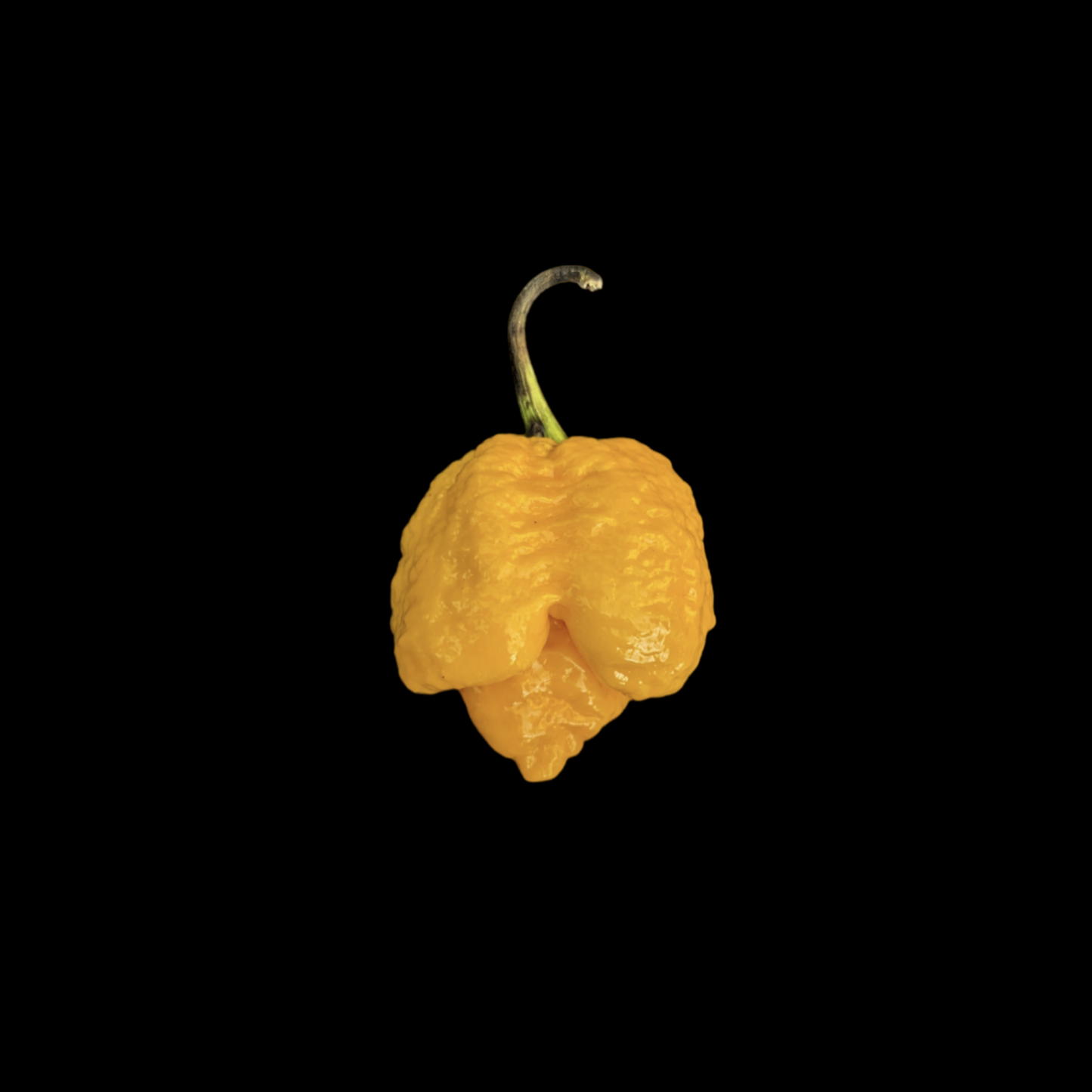 Trinidad Moruga Scorpion Yellow