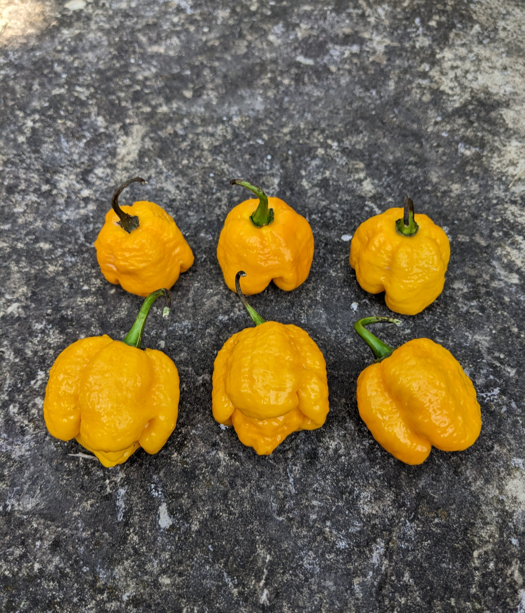 Trinidad Moruga Scorpion Yellow