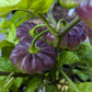 Aji Cachucha Purple Splotched