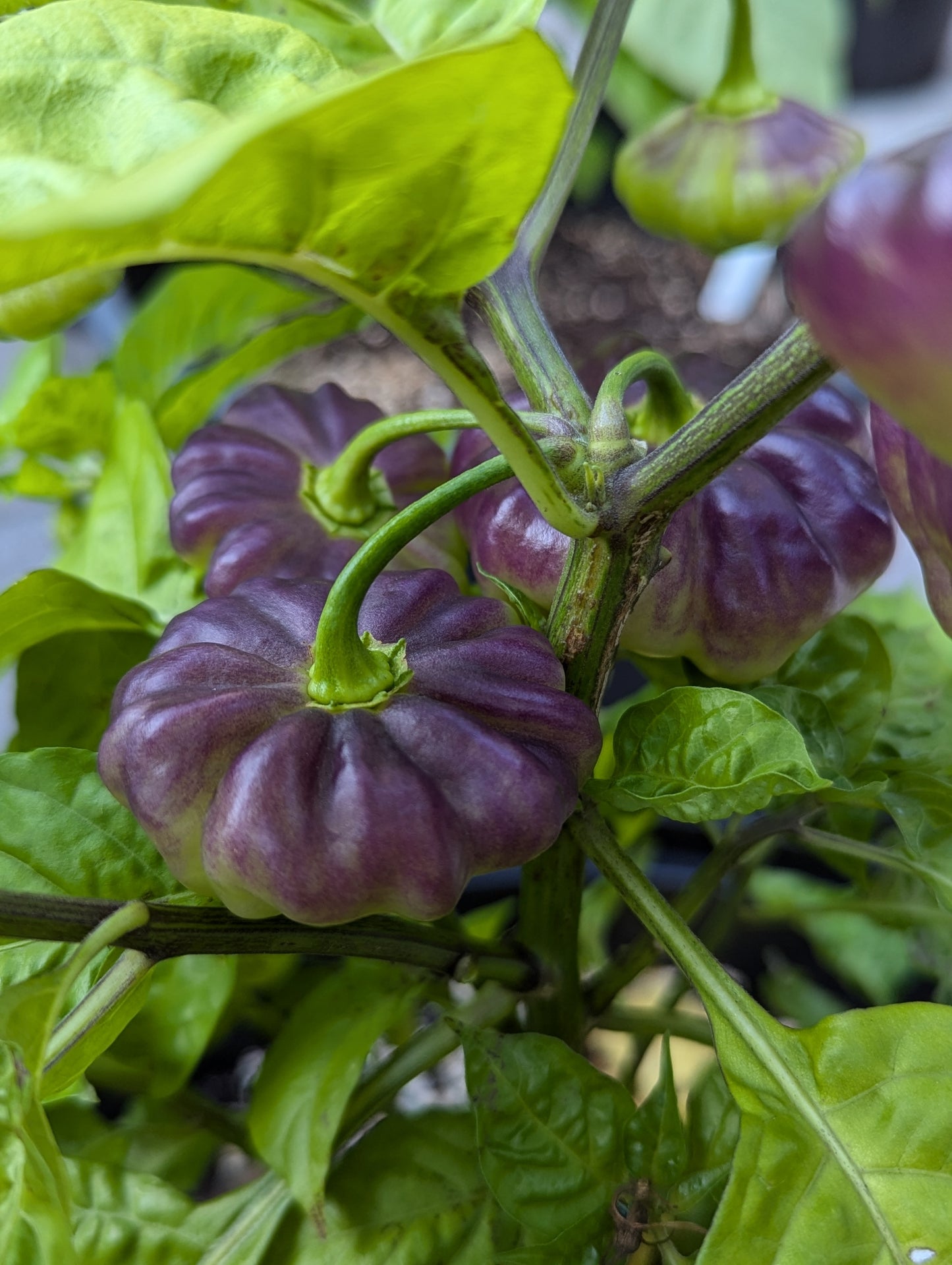 Aji Cachucha Purple Splotched