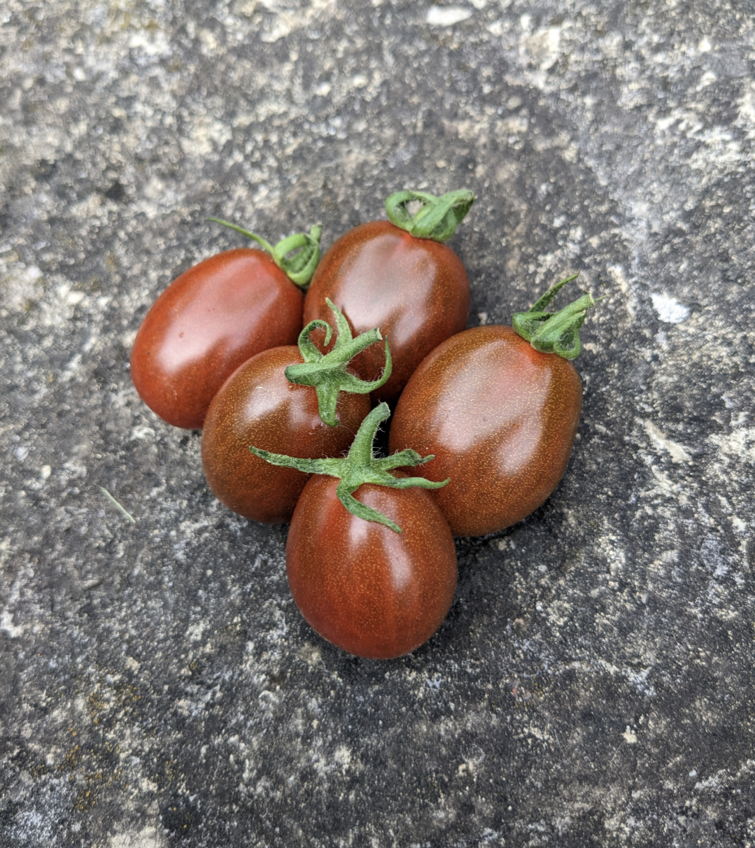 Chocolate Pear Tomato