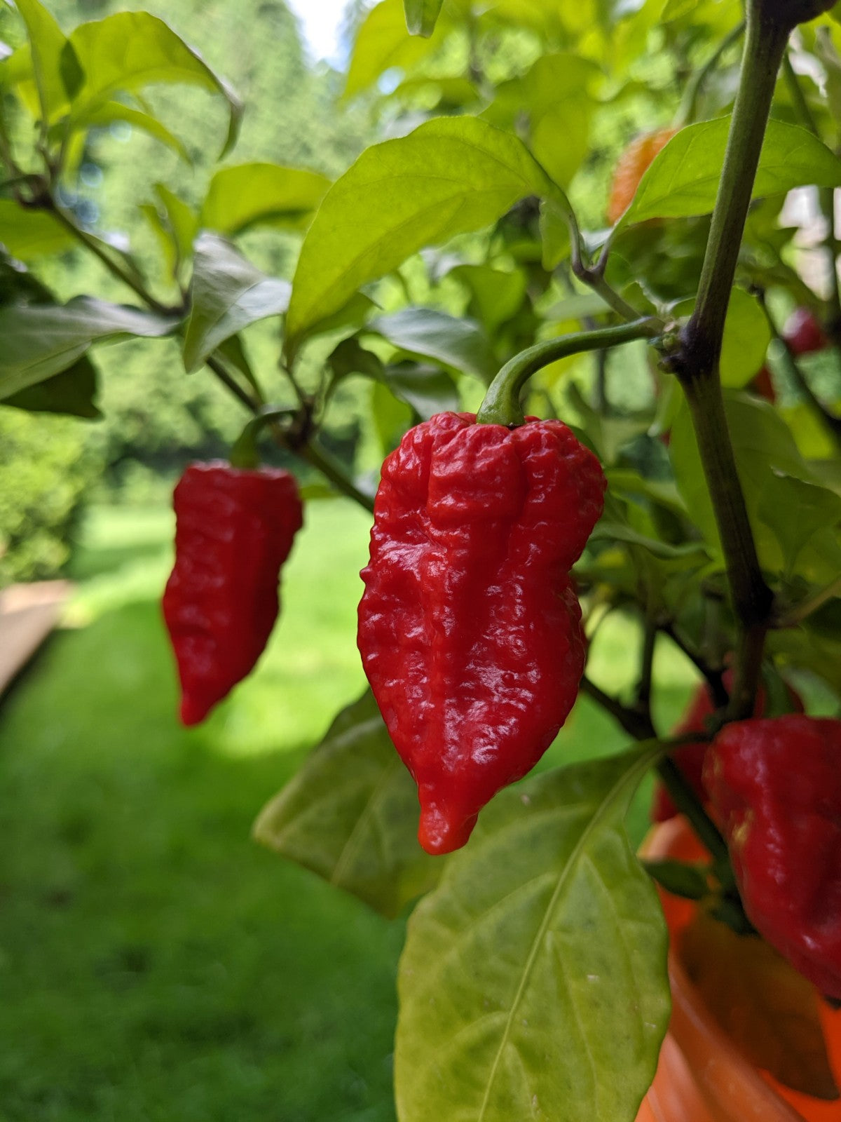 7 Pot Dragon's Breath X Brain Strain