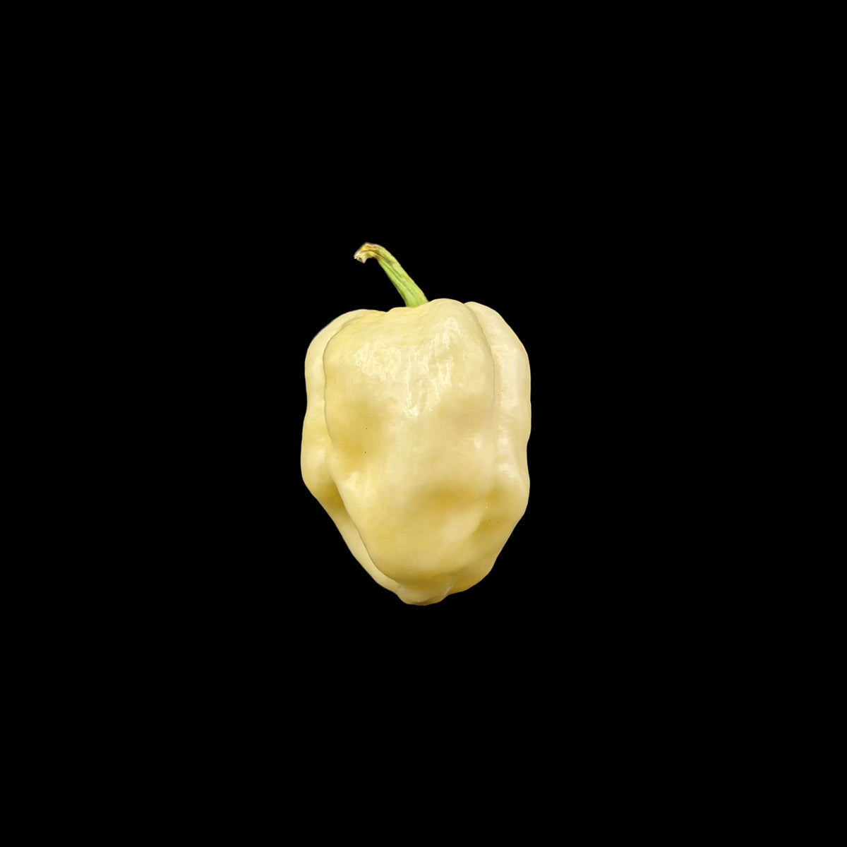White Habanero