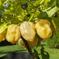 White Habanero