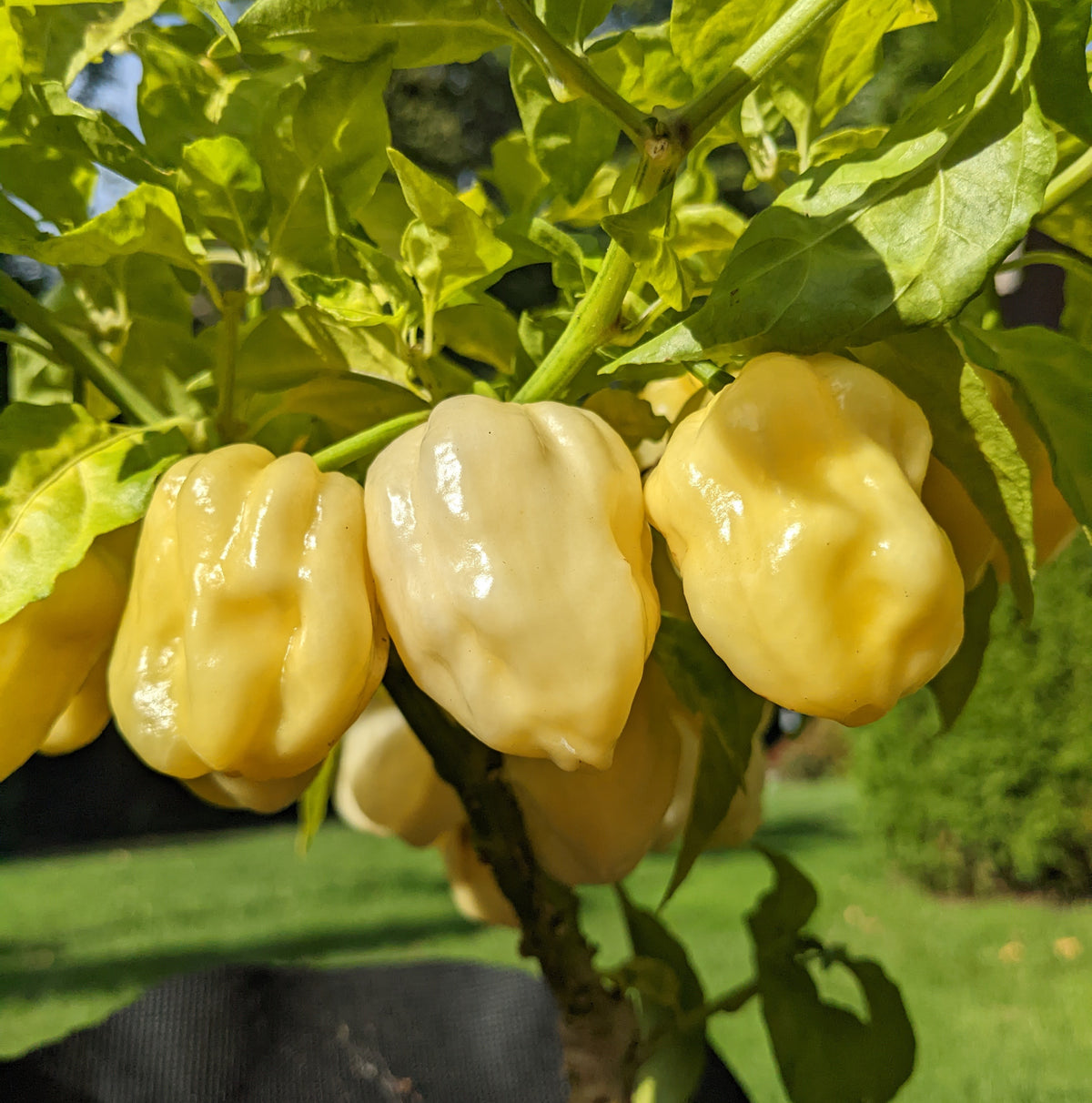 White Habanero