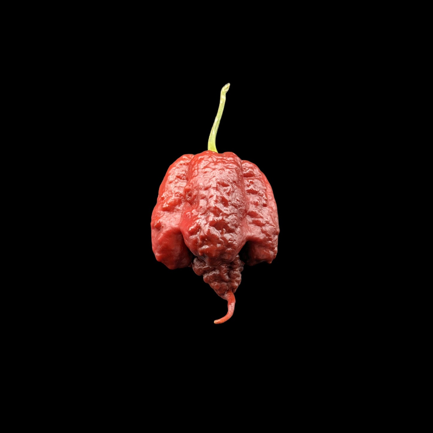 Carolina Reaper Chocolate