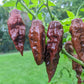 Chocolate Ghost